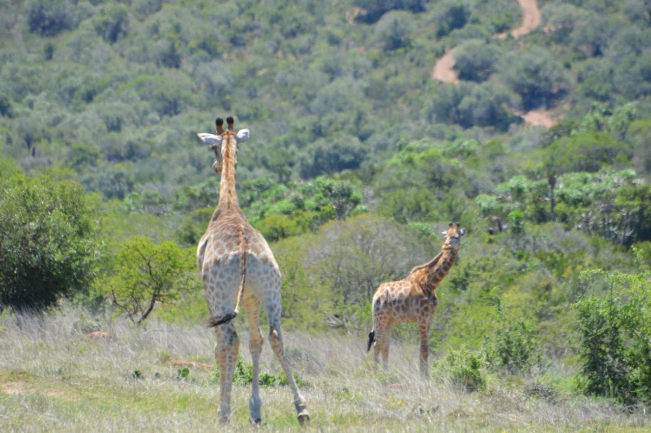 African Safari Lodge غراهامستاون المظهر الخارجي الصورة