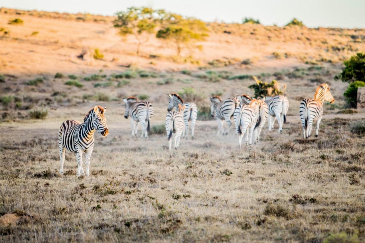 African Safari Lodge غراهامستاون المظهر الخارجي الصورة