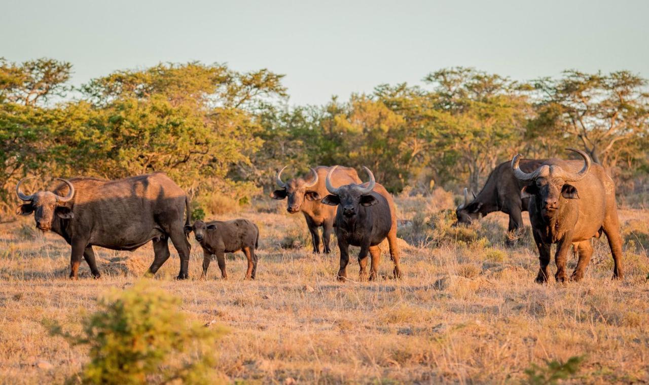 African Safari Lodge غراهامستاون المظهر الخارجي الصورة